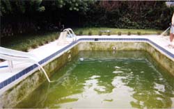 green pool picture